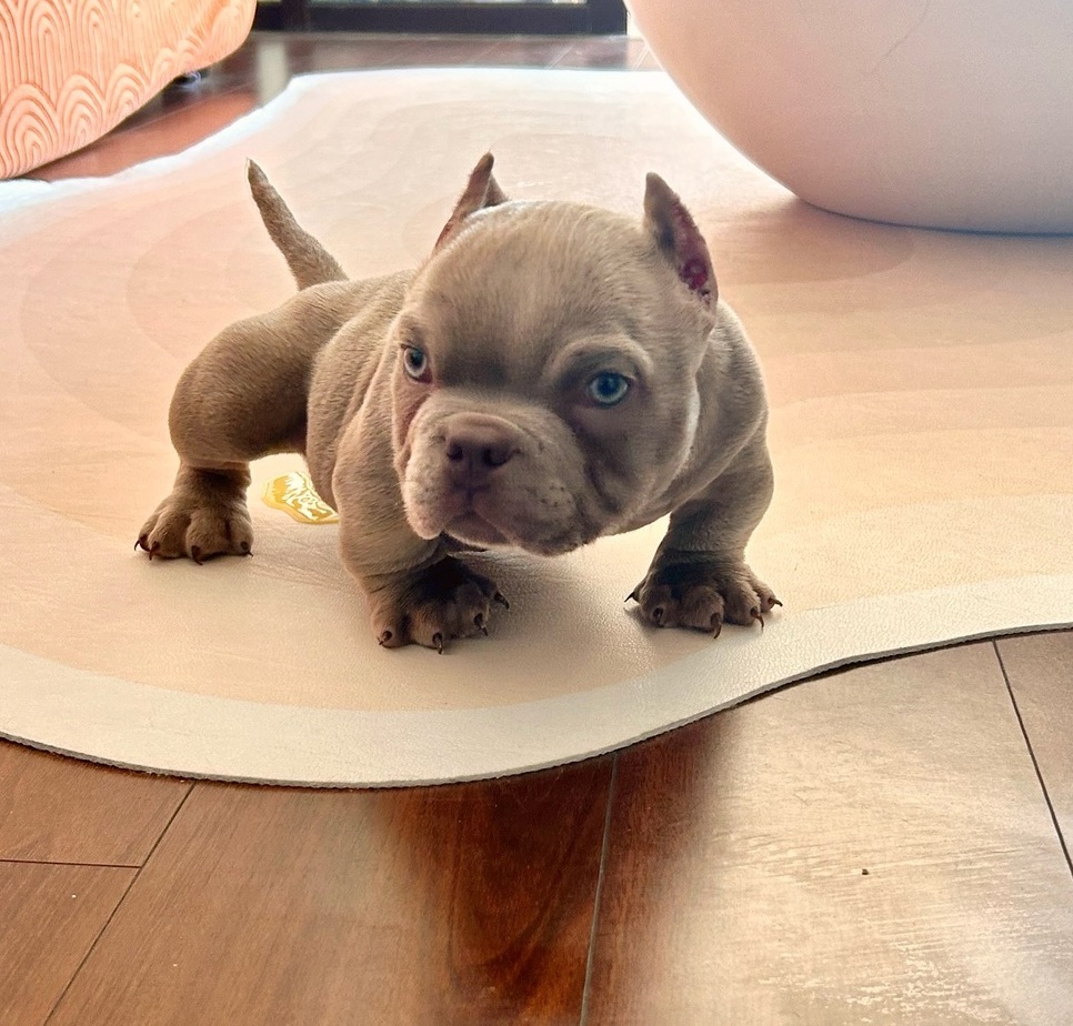 <span style="font-weight: bold;">BESSA</span>&nbsp;