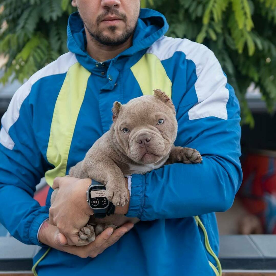 American Bully puppies Pennsylvania, Pitbull puppies Pennsylvania, American Bully puppies Rhode Island, Pitbull puppies Rhode Island, American Bully puppies South Carolina, Pitbull puppies South Carolina,