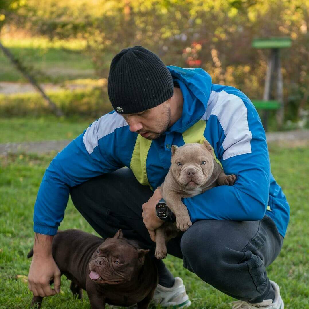 American Bully puppies New Hampshire, Pitbull puppies New Hampshire, American Bully puppies New Jersey, Pitbull puppies New Jersey, American Bully puppies New Mexico, Pitbull puppies New Mexico, American Bully puppies New York, Pitbull puppies New York, American Bully 