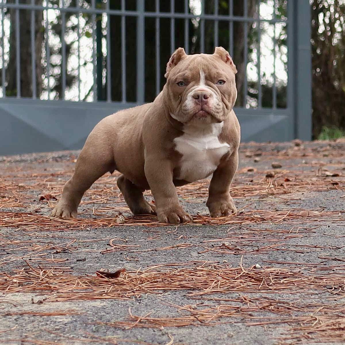 <span style="font-weight: bold;">CHINGY</span>