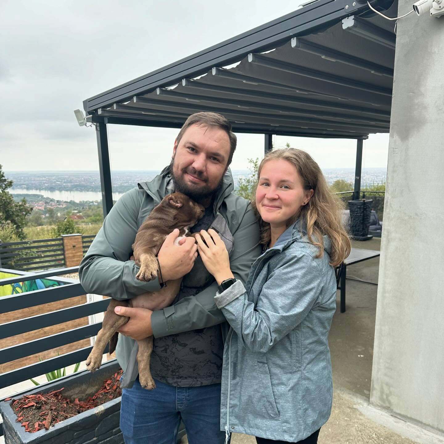 American Bully puppies for sale, XL American Bully puppies, Pocket Bully puppies for sale, Standard American Bully puppies, American Bully 