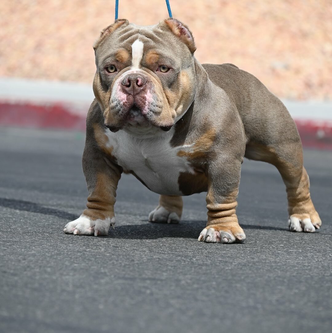 American Bully puppies Colorado, Pitbull puppies Colorado, American Bully puppies Connecticut, Pitbull puppies Connecticut, American Bully 