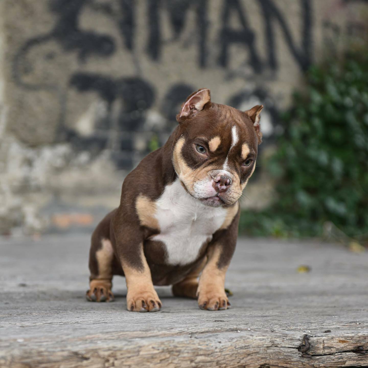 American Bully puppies for sale, XL American Bully puppies, Pocket Bully puppies for sale, Standard American Bully puppies, American Bully breeder USA, Pitbull puppies for sale, American Pitbull Terrier puppies, Registered Pitbull breeder USA, Bully kennels near me, Pitbull kennels USA, Healthy American Bully puppies for sale near me, Champion bloodline American Bully puppies, Affordable Pitbull puppies for sale in USA, XL Bully puppies with shipping nationwide, Pocket Bully puppies available in USA, Pitbull puppies ready to go home, Buy American Bully puppies online USA, Pitbull Terrier puppies from trusted breeders, Best American Bully breeder in USA, Pitbull puppies with papers for sale, UKC registered American Bully puppies, Blue nose Pitbull puppies for sale USA, Red nose Pitbull puppies for sale, Exotic Bully puppies for sale in USA, Merle American Bully puppies USA, Pocket Bully puppies near me, XL Bully puppies nationwide shipping,
