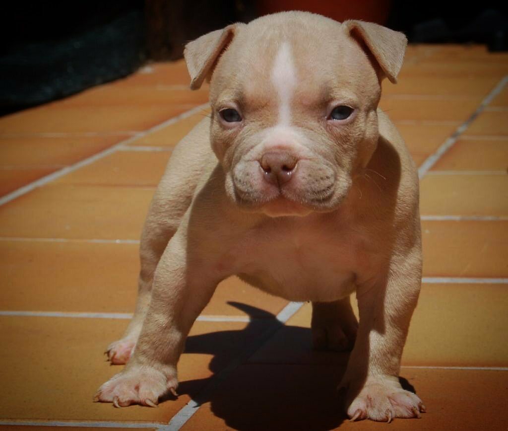 <span style="font-weight: bold;">RAMBO</span>