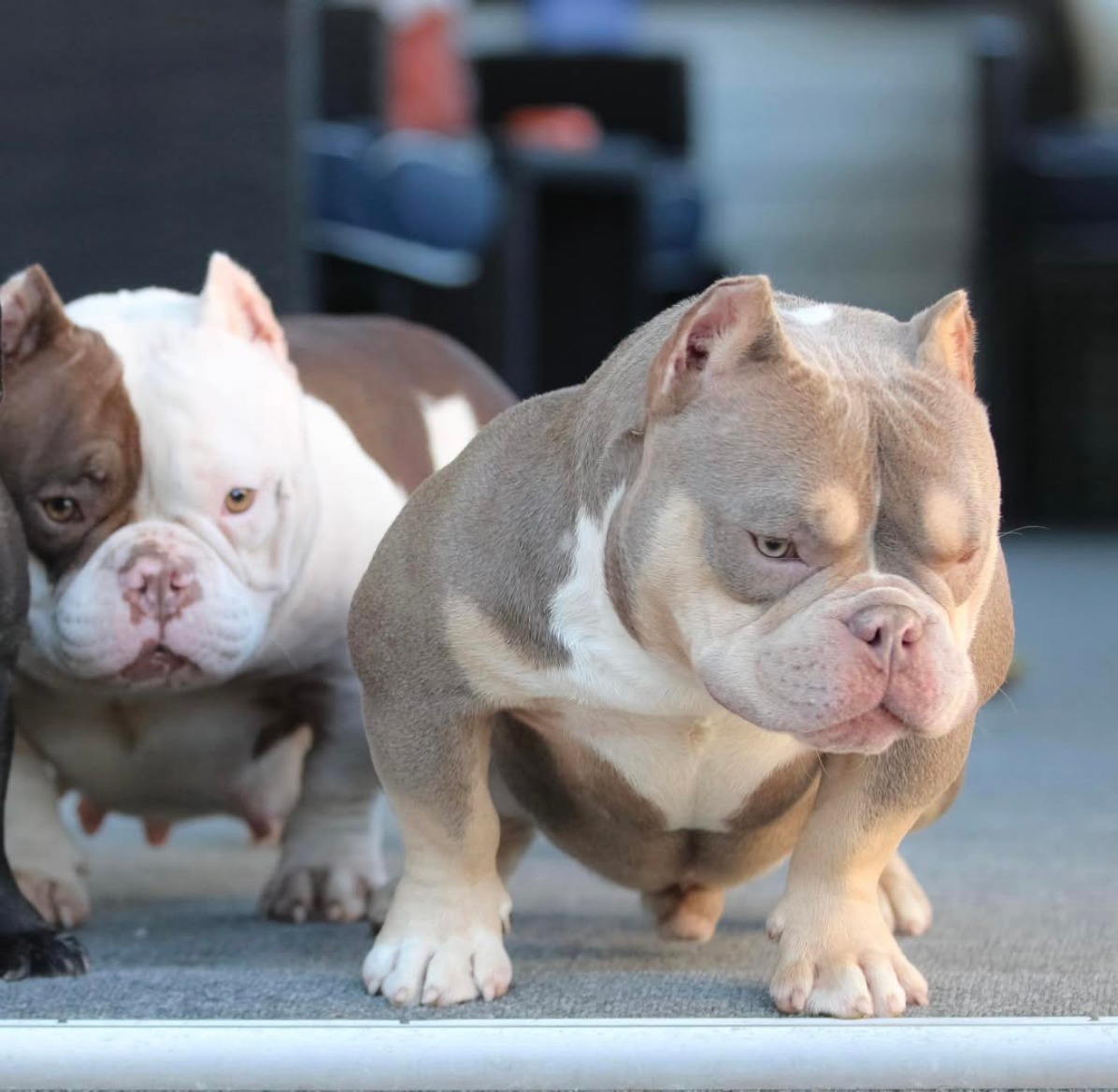 American Bully puppies Tennessee, Pitbull puppies Tennessee American Bully puppies Texas, Pitbull puppies Texas American Bully puppies Utah, Pitbull puppies Utah American Bully puppies Vermont, Pitbull puppies Vermont American Bully puppies Virginia, Pitbull puppies Virginia