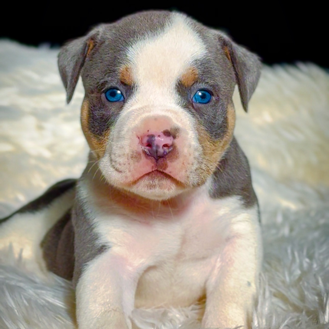 MEXX American Bully 