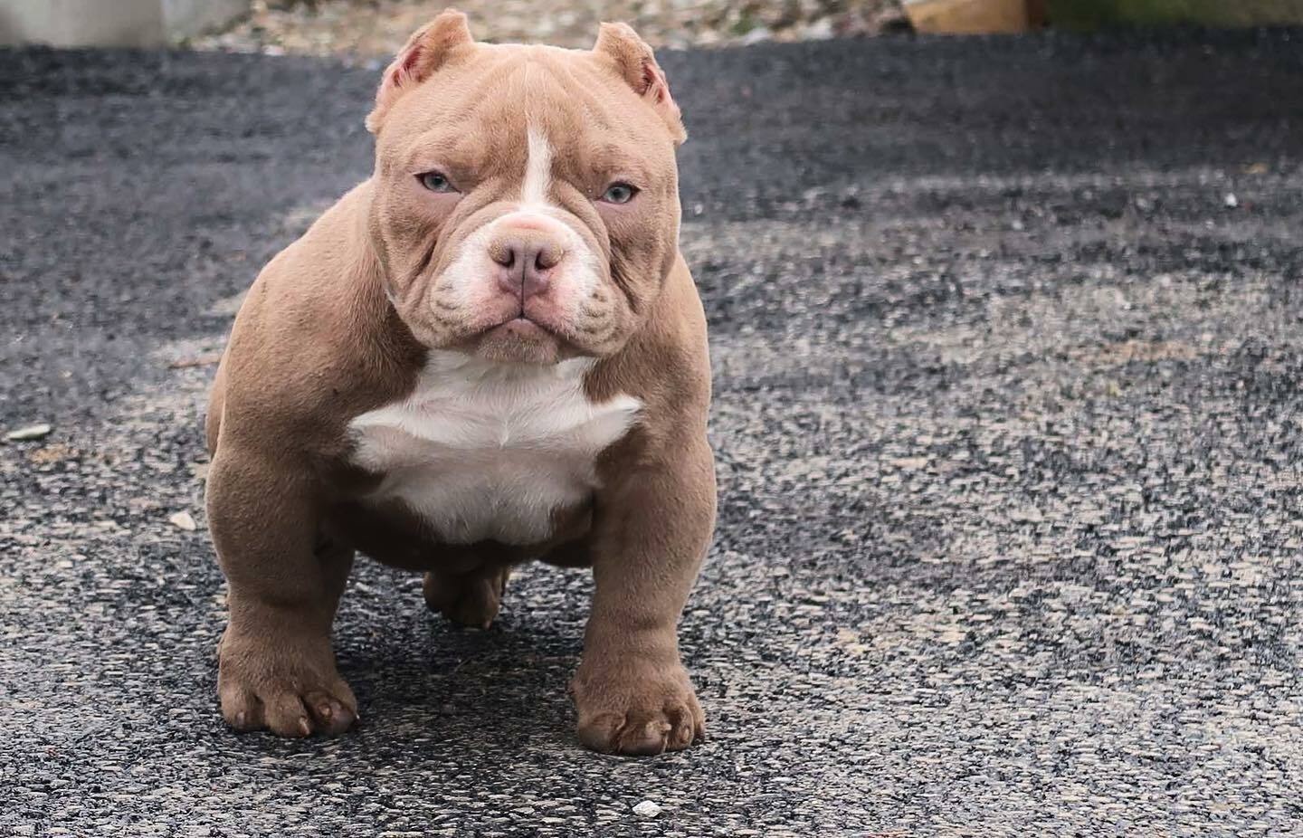 American Bully puppies Alabama, Pitbull puppies Alabama American Bully puppies Alaska, Pitbull puppies Alaska American Bully puppies Arizona, Pitbull puppies Arizona American Bully puppies Arkansas, Pitbull puppies Arkansas American Bully puppies California, Pitbull puppies California American Bully puppies Colorado, Pitbull puppies Colorado American Bully puppies Connecticut, Pitbull puppies Connecticut American Bully puppies Delaware, Pitbull puppies Delaware American Bully puppies Florida, Pitbull puppies Florida American Bully puppies Georgia, Pitbull puppies Georgia American Bully puppies Hawaii, Pitbull puppies Hawaii