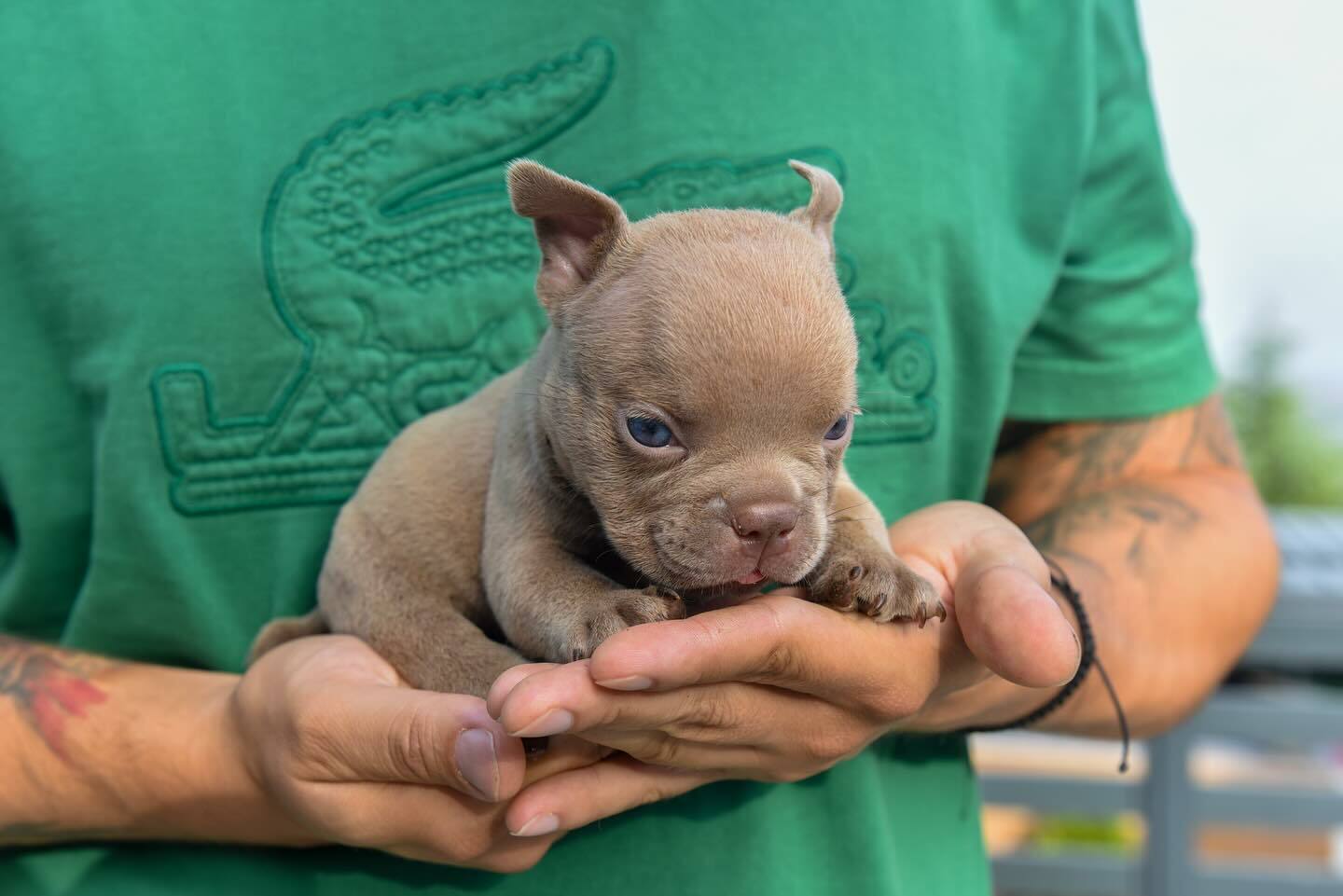 American Bully puppies Kansas, Pitbull puppies Kansas, American Bully puppies Kentucky, Pitbull puppies Kentucky, American Bully puppies Louisiana, Pitbull puppies Louisiana, American Bully puppies Maine, Pitbull puppies Maine, American Bully puppies Maryland, Pitbull puppies Maryland, American Bully puppies Massachusetts, Pitbull puppies Massachusetts, American Bully puppies Michigan, Pitbull puppies Michigan, American Bully puppies Minnesota, Pitbull puppies Minnesota, American Bully puppies Mississippi, Pitbull puppies Mississippi, American Bully puppies Missouri, Pitbull puppies Missouri, American Bully puppies Montana, Pitbull puppies Montana, American Bully puppies Nebraska, Pitbull puppies Nebraska, American Bully puppies Nevada, Pitbull puppies Nevada,