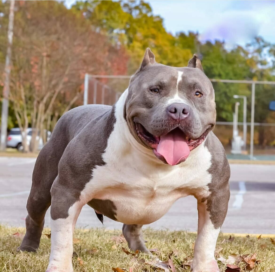 American Bully puppies Kansas, Pitbull puppies Kansas, American Bully puppies Kentucky, Pitbull puppies Kentucky, American Bully puppies ,Pitbull puppies Louisiana, American Bully puppies Maine, Pitbull puppies Maine, American Bully puppies Maryland, Pitbull puppies 